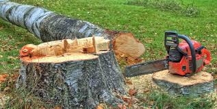 Best Tree Trimming and Pruning  in Winchester, VA