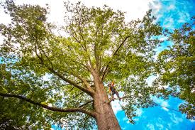 Best Arborist Consultation Services  in Winchester, VA