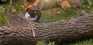 Best Utility Line Clearance  in Winchester, VA