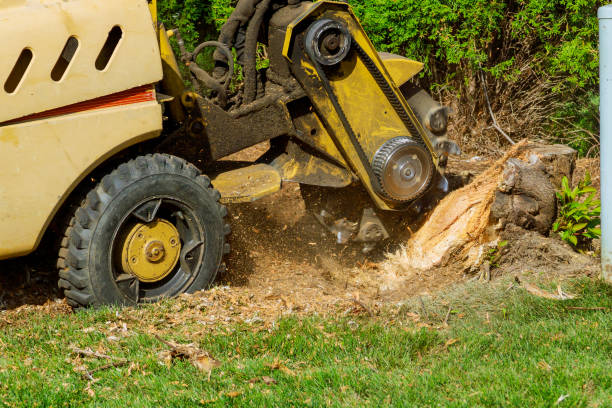 Best Tree Risk Assessment  in Winchester, VA
