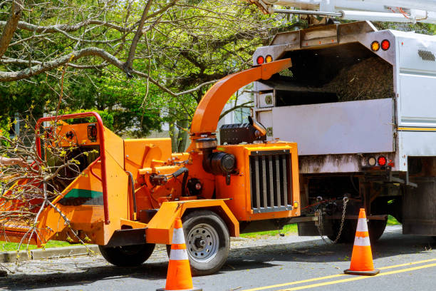 Best Firewood Processing and Delivery  in Winchester, VA