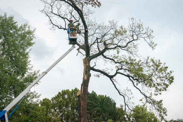 Best Tree and Shrub Care  in Winchester, VA