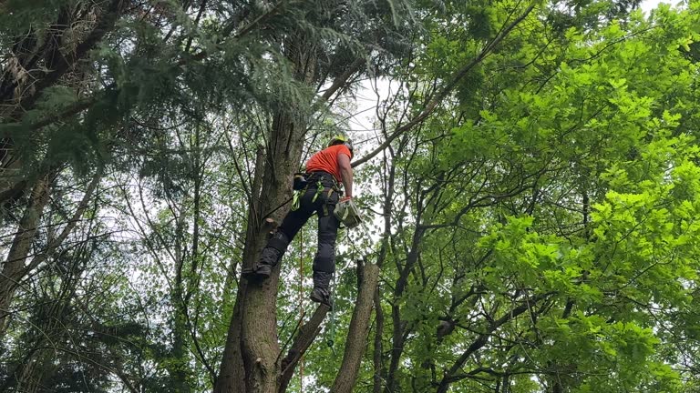 Best Tree Health Inspection  in Winchester, VA
