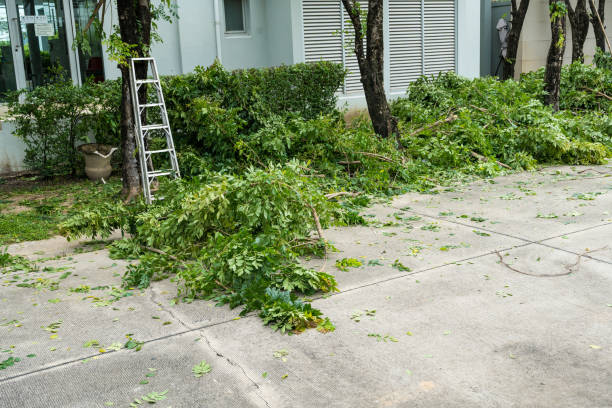 Best Emergency Tree Removal  in Winchester, VA