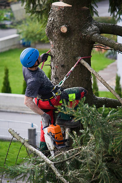 Best Seasonal Cleanup (Spring/Fall)  in Winchester, VA