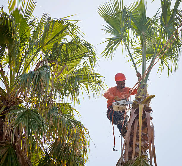  Winchester, VA Tree Services Pros