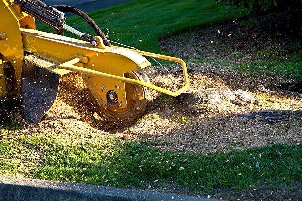 Best Soil Testing and Treatment  in Winchester, VA