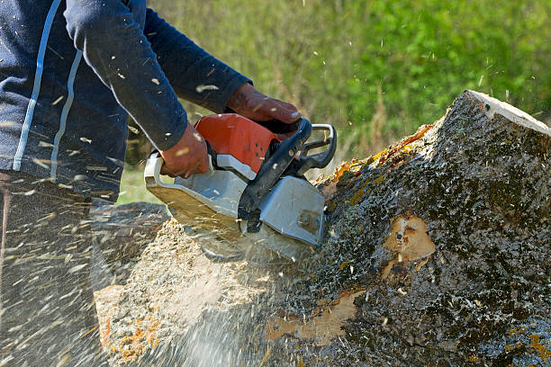 Best Organic Lawn Care Solutions  in Winchester, VA