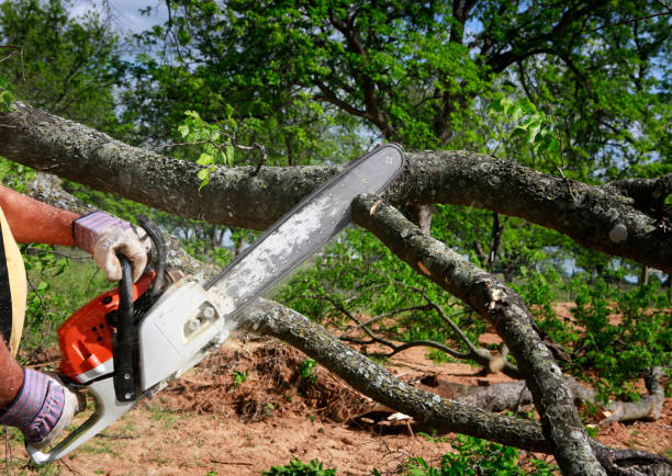 Best Tree Removal  in Winchester, VA