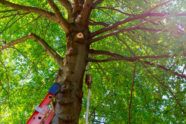 Professional Tree Services in Winchester, VA
